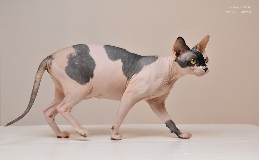 Canadian best sale sphynx cattery